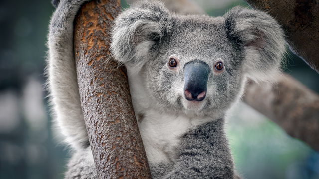 Ouwehands Koala