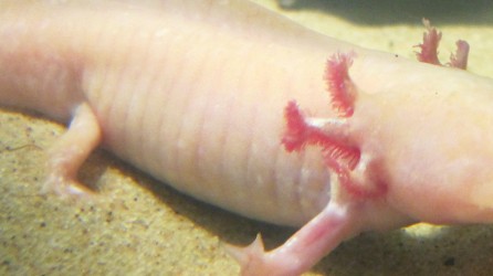 Nieuwe tentoonstelling Sea Life Scheveningen