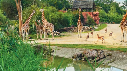 ZOOM Erlebniswelt header Afrika Giraffen