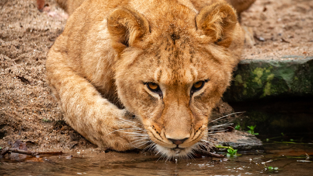 Zoo Antwerpen Leeuw