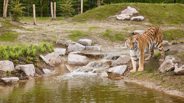 Eindhoven Zoo tijger