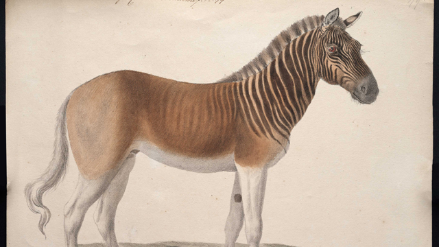 Allard Pierson TijgerZebra