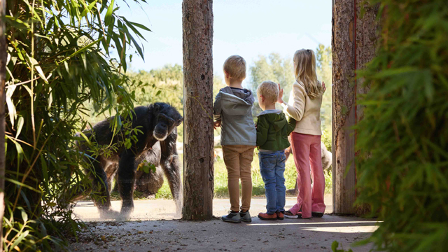 Eindhoven Zoo aap