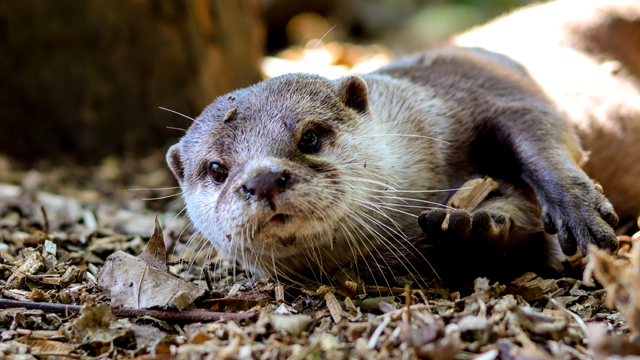 Kasteelpark Born Otter