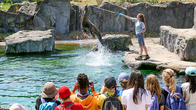 ZOOM Erlebniswelt zeehond