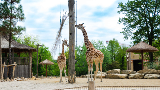 Bellewaerde giraffen v2