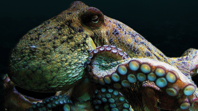 Zee Aquarium Bergen aan zee Octopus