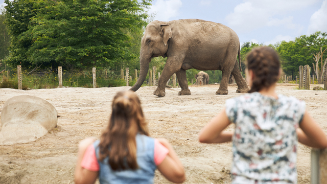 Eindhoven Zoo olifant